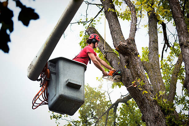 Tree and Shrub Care in Winterville, NC